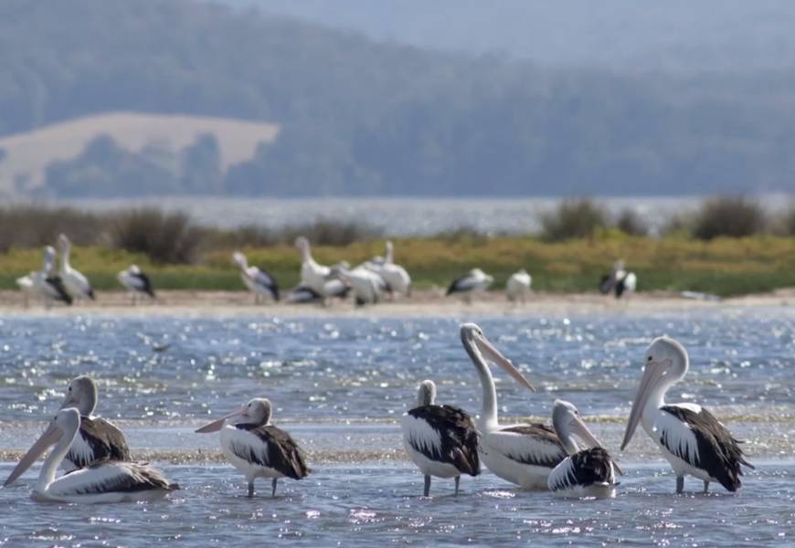 pelicans-at-mallacoota